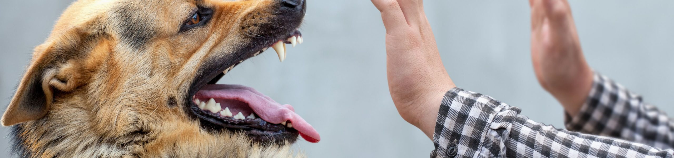 Dog Bite Injury Lawyer in Austin